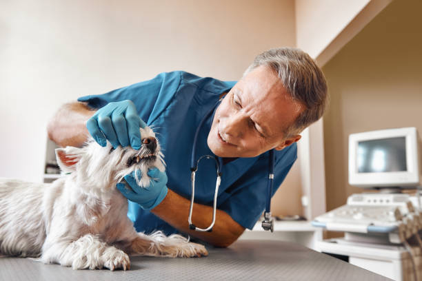 Best Emergency Dental Care for Broken or Chipped Teeth in Sparta, GA